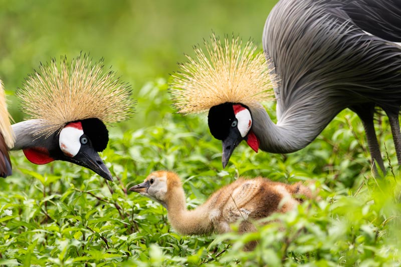 Naissance de Grues Royales