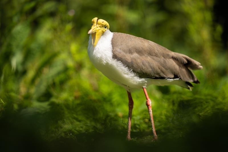 Oiseaux de Spaycific’zoo