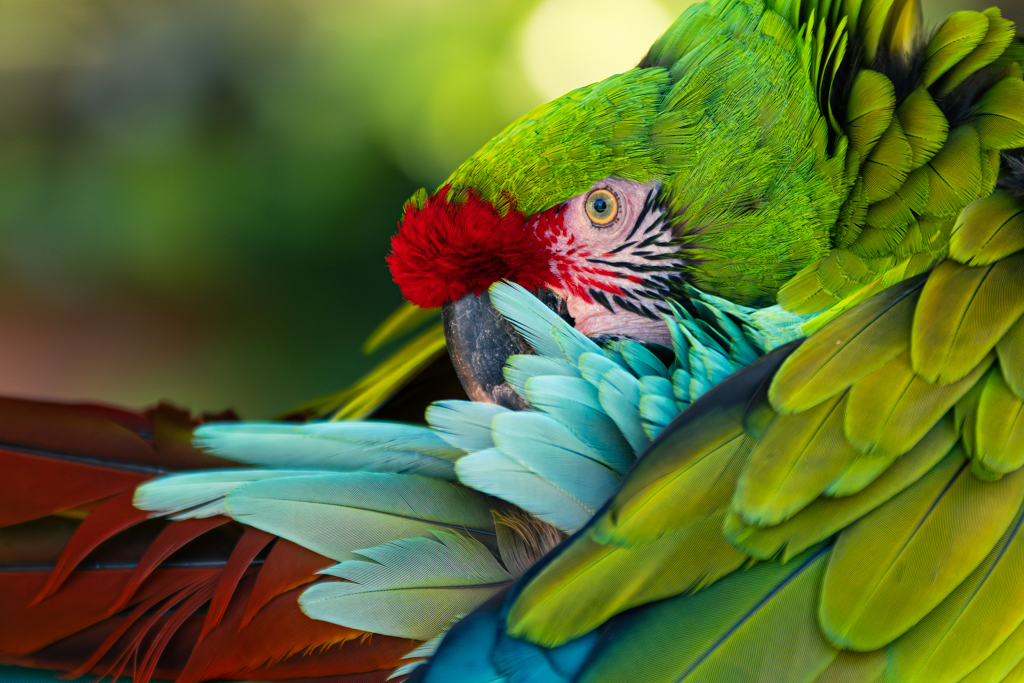 Oiseaux au zoo de la flèche