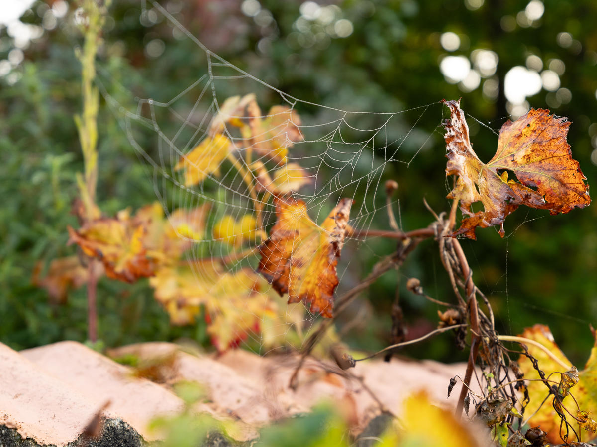 L’automne s’installe au Mans