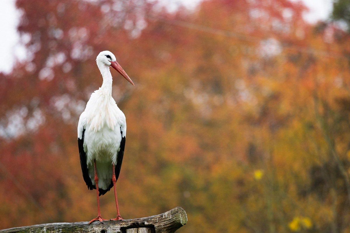 L’automne au Zoo