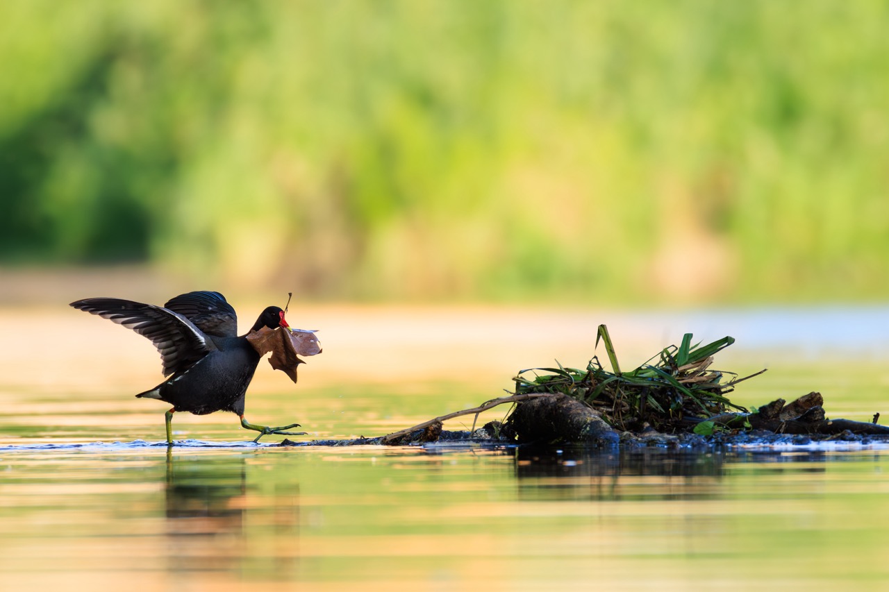 Poule d’eau