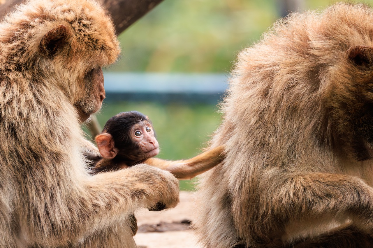 Les animaux du Zoo de Beauval