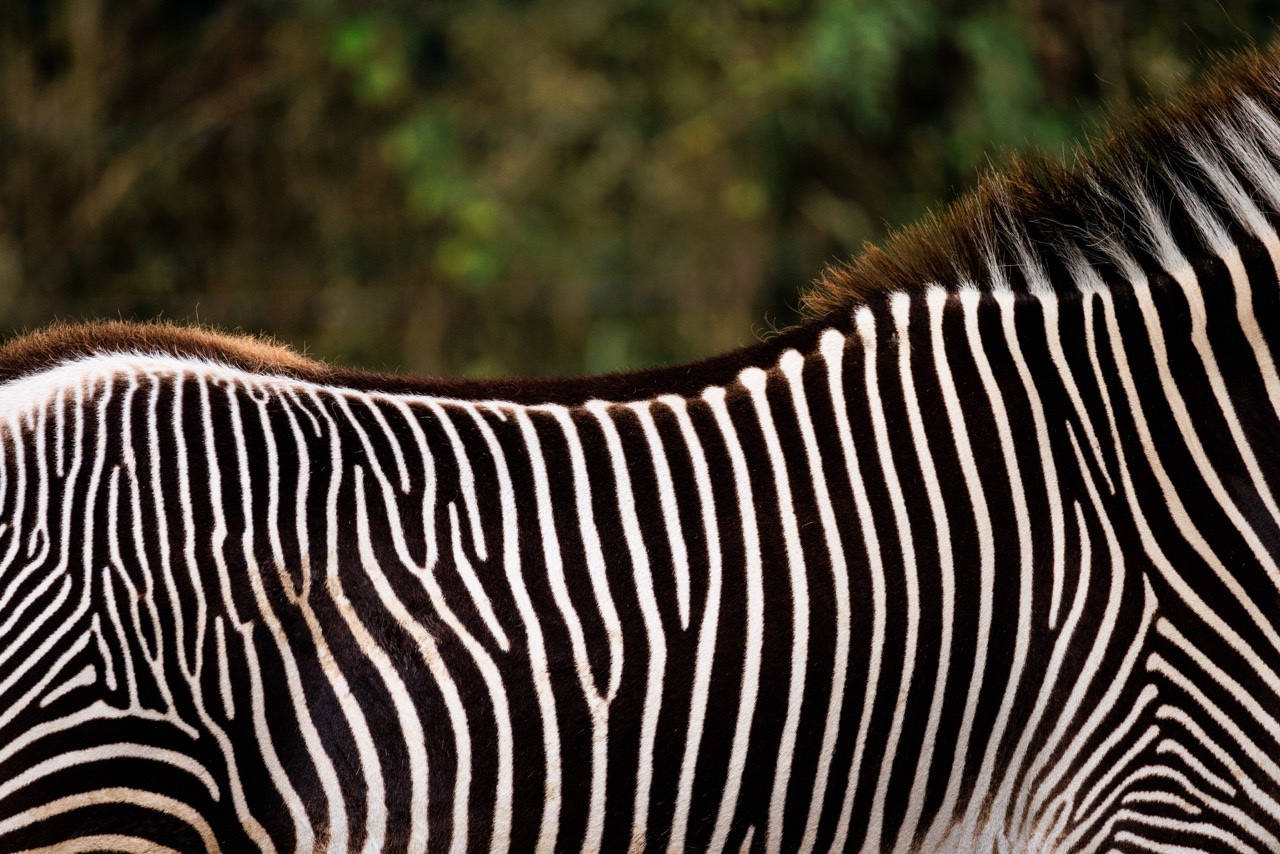 Détails d’un zèbre du zoo de Beauval : contrastes, rayures et techniques photo