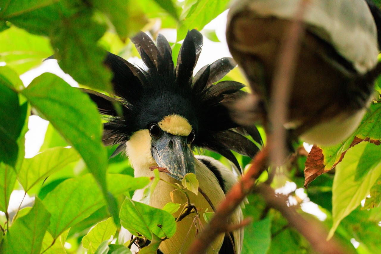 Les oiseaux du Zoo de Beauval
