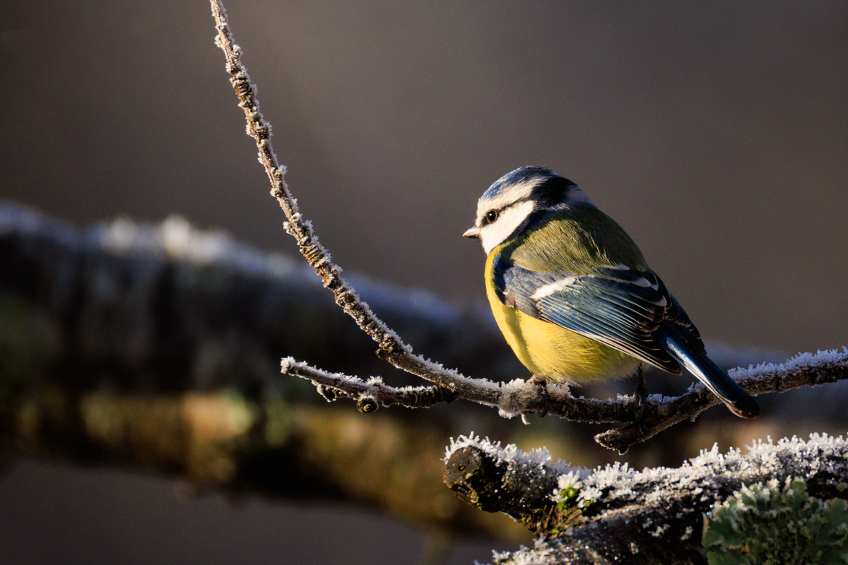 Oiseaux dans le jardin en hiver