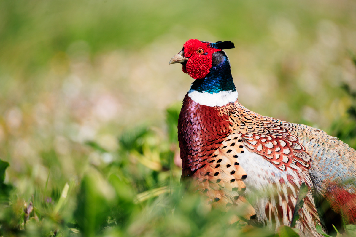Oiseaux de l&rsquo;île de Ré