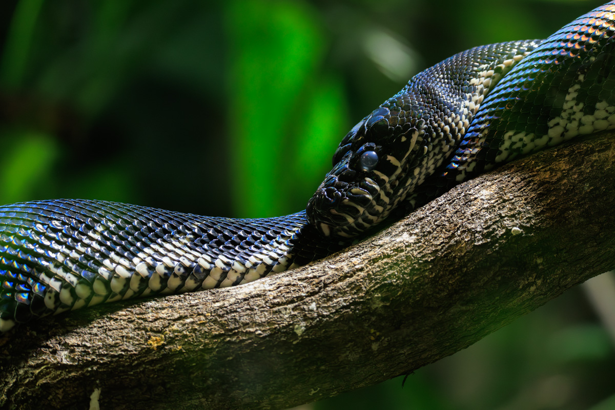 Visite au zoo de Beauval